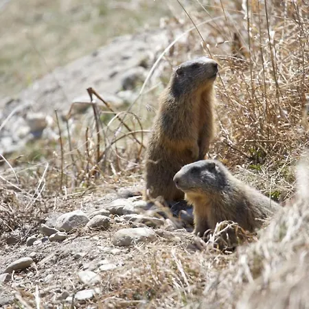 Chesa Thom - Oev Inklusive By Interhome アパート ポントレジナ