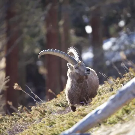 Chesa Thom - Oev Inklusive By Interhome *