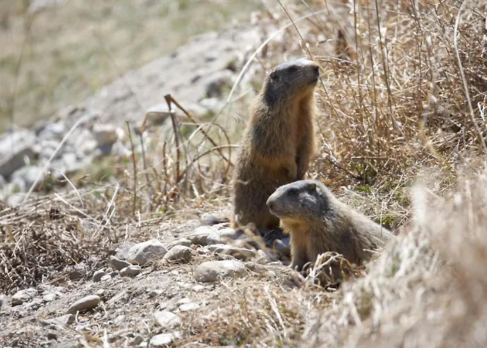 Chesa Thom - Oev Inklusive By Interhome Apartamento Pontresina