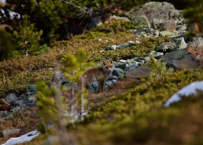 アパート Chesa Thom - Oev Inklusive By Interhome *