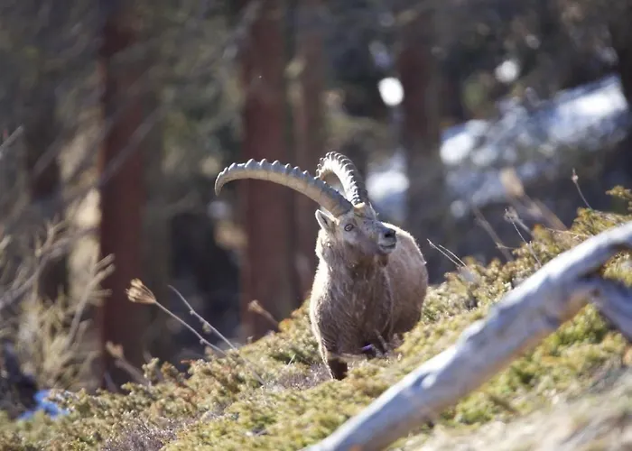 Chesa Thom - Oev Inklusive By Interhome *