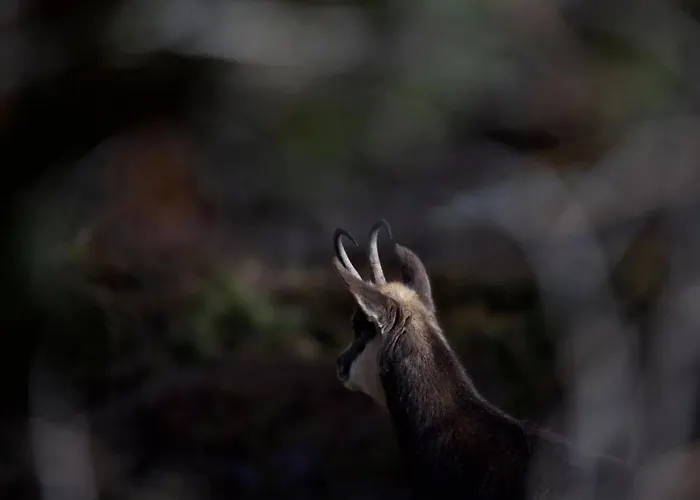 Apartamento Chesa Thom - Oev Inklusive By Interhome