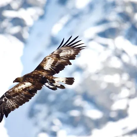 Chesa Thom - Oev Inklusive By Interhome