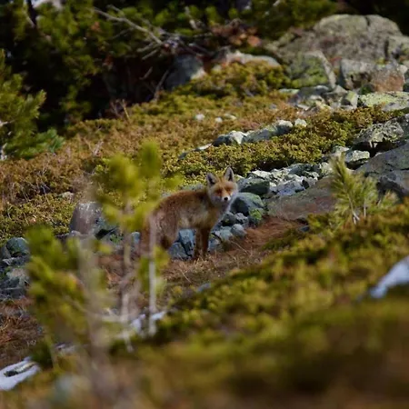 아파트 Chesa Thom - Oev Inklusive By Interhome *