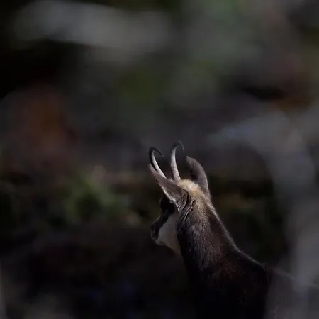 아파트 Chesa Thom - Oev Inklusive By Interhome